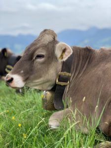 Kuh liegt im Allgäu im grünen Gras mit einer Glocke um den Hals