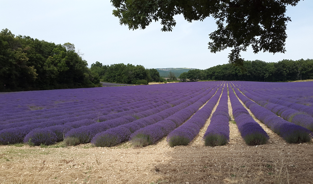 Lavendelfeld in der Provence