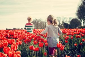 Tuplen Blumen Holland Tulpenblüte