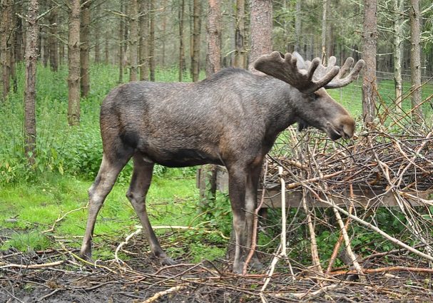 Ein Elch steht Wald