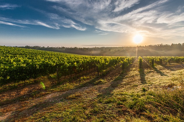 Toskana im Herbst mit Weinreben