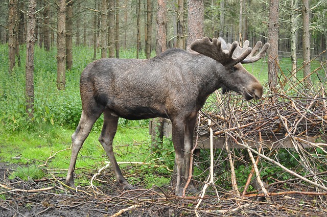 Ein Elch steht Wald