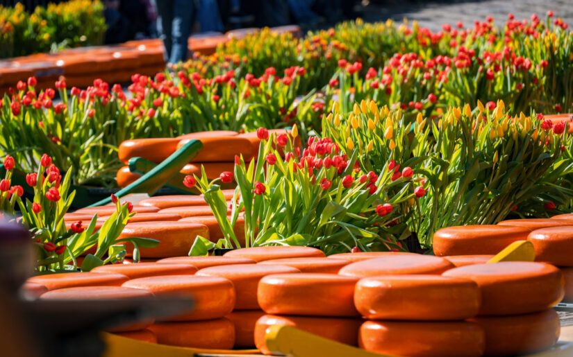 Käselaibe zwischen Tulpen auf dem Käsemarkt