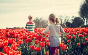 Kinder auf einem Tulpenfeld zur Tulpenblüte in Holland