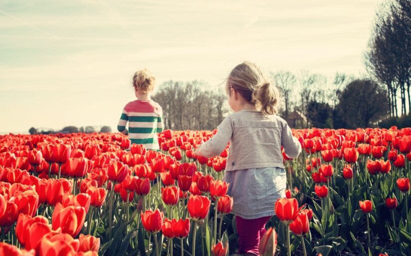 Faszination Tulpenblüte in Holland