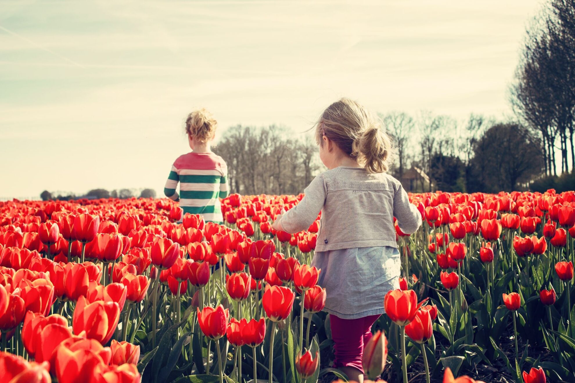 Kinder auf einem Tulpenfeld zur Tulpenblüte in Holland