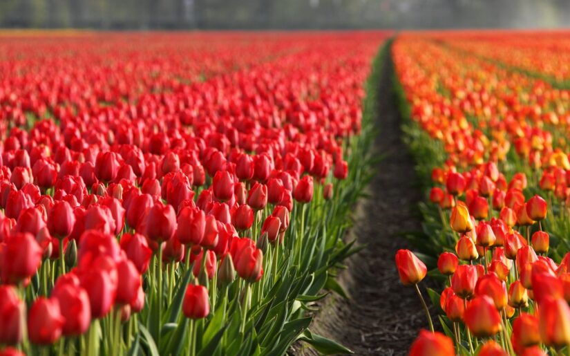 viele rote und orangene Tulpen auf einem Feld
