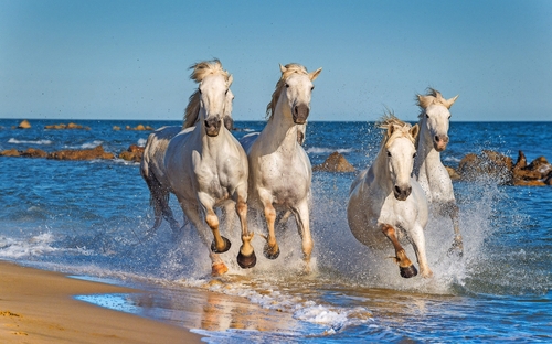 Camargue Pferde - © Uryadnikov Sergey - Fotolia