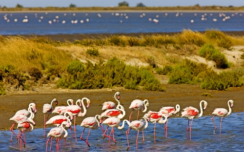 Flamingos in der Camargue - © PHB.cz - stock.adobe.com