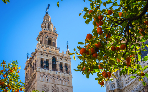 Spanischer Orangenbaum - © Aranami - stock.adobe.com