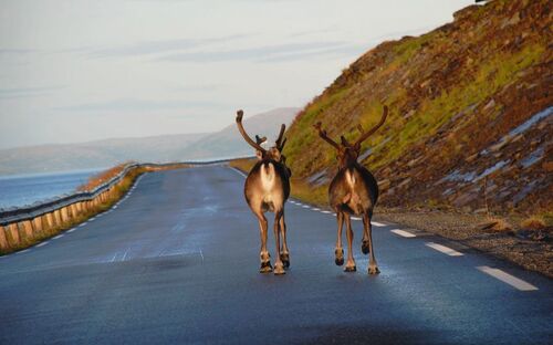 Rentiere auf der Landstraße - © Rageziv - Fotolia