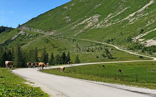 Auf dem Trattberg - ©Anja Berger
