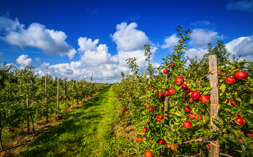 Altes Land - Apfelplantage - ©powell83 - stock.adobe.com