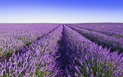 Provence - Lavendelfeld