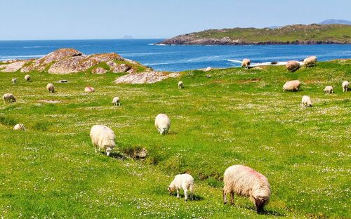 Ring of Kerry - © captblack76 - Fotolia