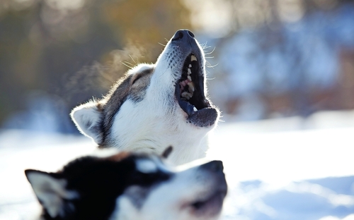 Huskys - © Visit Finland - RIKU PIHLANTO
