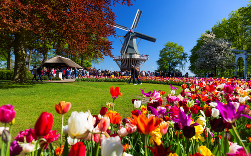 Keukenhof - WIndmühle - © Nikolay N. Antonov - stock.adobe.com