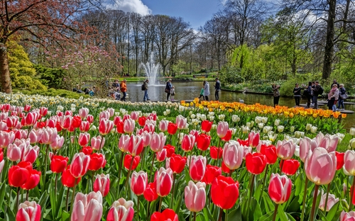 Keukenhof - Tulpenmeer