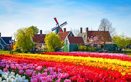 Tulpenfeld - © olenaznakk - stock.adobe.com