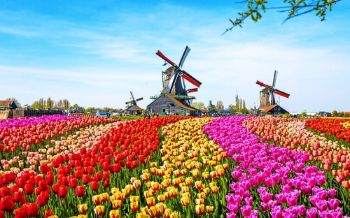 Tulpenfeld