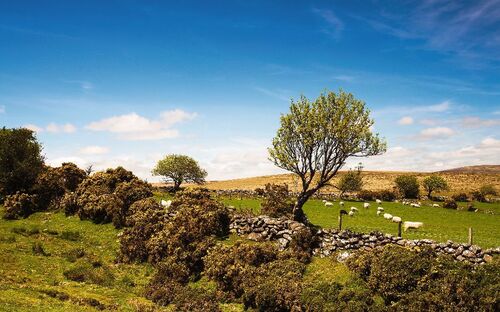 Dartmoor Nationalpark - © Vincent - Fotolia