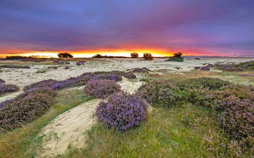 Veluwe - Sonnenuntergang - © creativenature.nl - stock.adobe.com