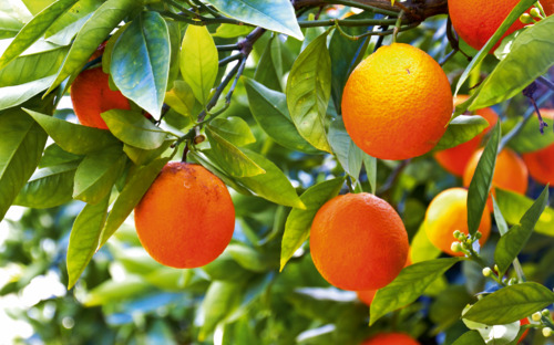 Madarinenernte - © lapas77 - Fotolia