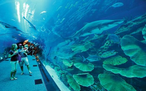 Dubai-Mall - Aquarium