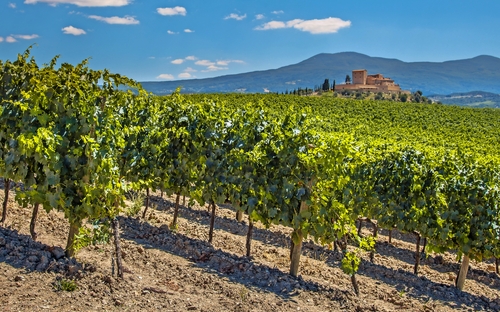 La Rioja - Weinberg - © creativenature.nl - stock.adobe.com