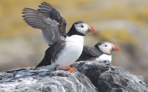Papageientaucher - © NICOLAS LARENTO - Fotolia