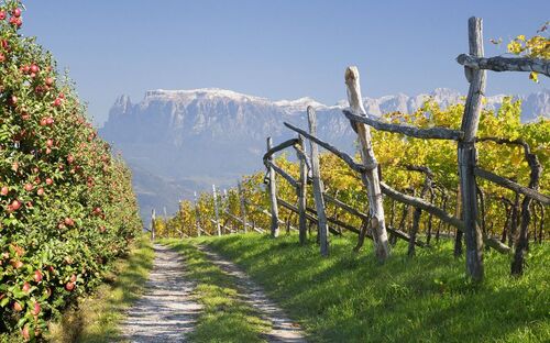 Bozen - Weinberg - © Phimak - Fotolia