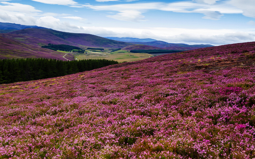 Cairngorms-National-Park - © Milosz Maslanka - stock.adobe.com