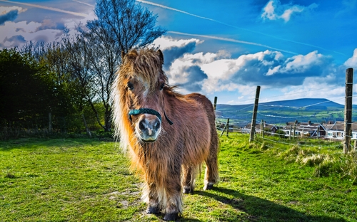 Shetlandpony - © Lukasz - stock.adobe.com