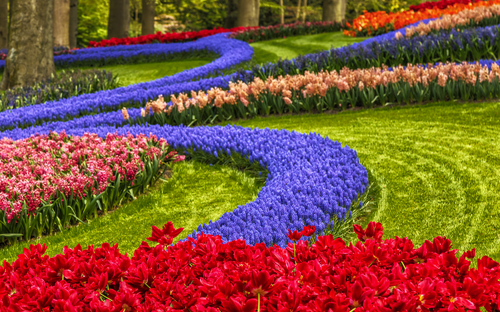 Keukenhof - Tulpen - ©tbralnina - stock.adobe.com