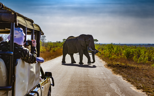 Safari - ©WitR - stock.adobe.com