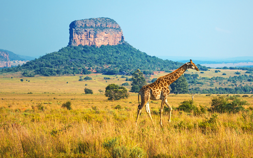 Krüger National Park - ©SL-Photography - stock.adobe.com