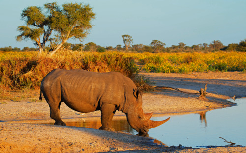 Nashorn - © EcoView - Fotolia