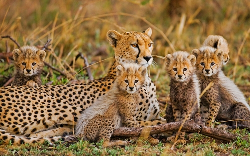 Cheetah-Aufzucht - © gudkovandrey - Fotolia