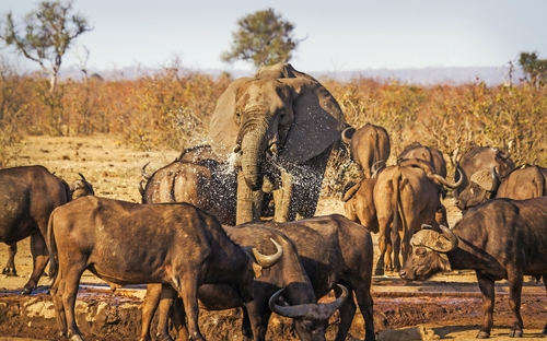 Krüger Nationalpark - Elefant - © UTOPIA - stock.adobe.com