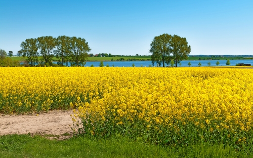 Rapsblüte an der deutschen Ostseeküste - © mahey - stock.adobe.com