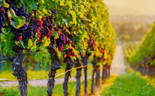Weinberg - © magicbeam - stock.adobe.com