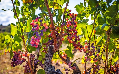 Costra Brava - Weinreben - © powell83 - stock.adobe.com