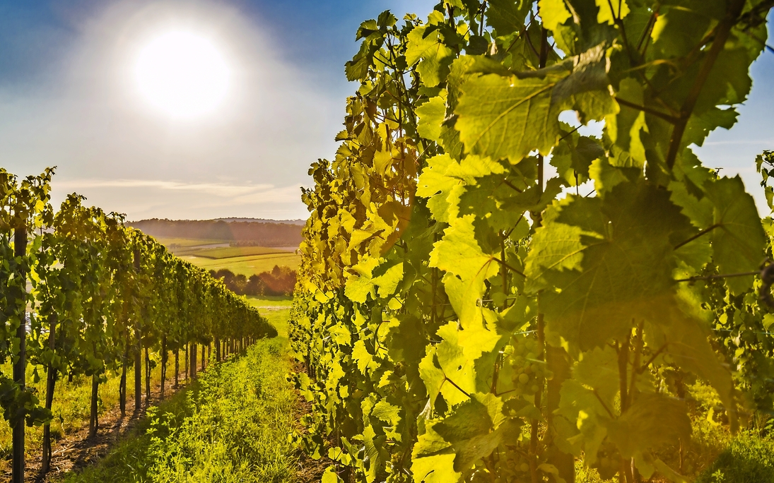 Weinstöcke in der Abendsonne - © mmphoto - Fotolia
