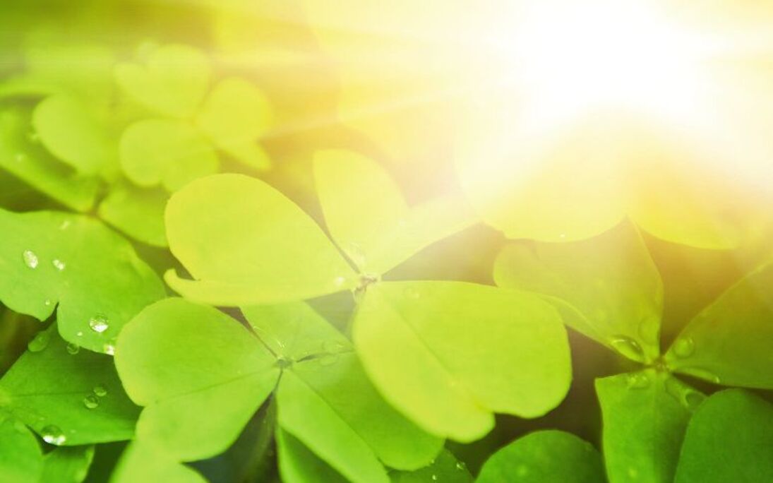 Glücksklee - © Nejron Photo - Fotolia