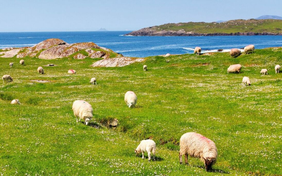 Sheeps on Ring of Kerry grass fields - © captblack76 - Fotolia