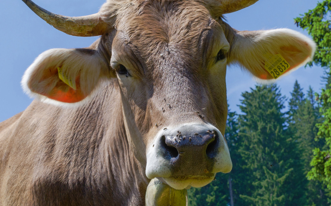 Kuh - © MO - Fotolia