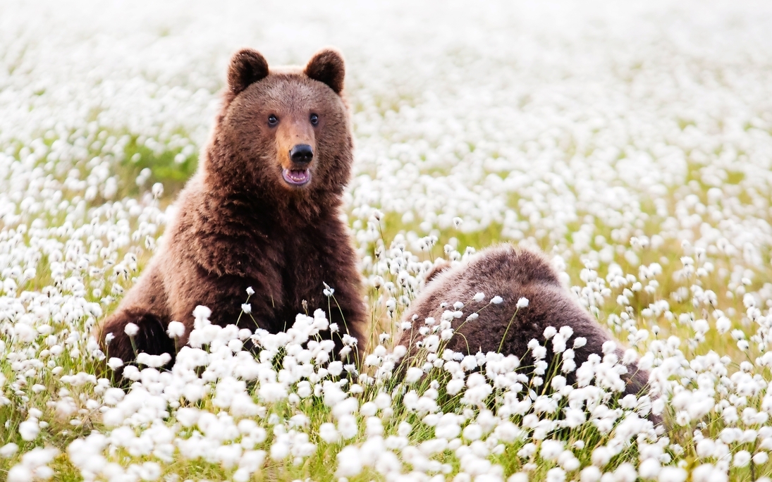 Braunbär - © Visit Finland - Danny Laredo