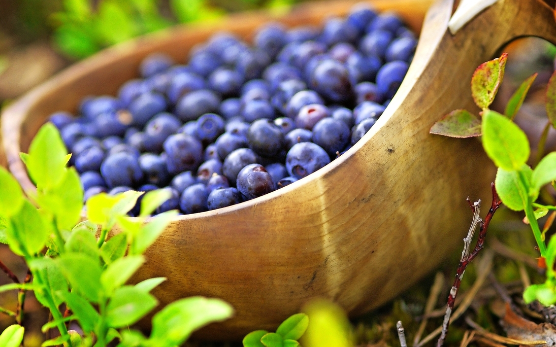 Finnische Blaubeeren - © Visit Finland