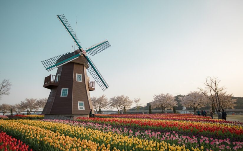 Eine traditionelle Windmühle steht in einem bunten Tulpenfeld